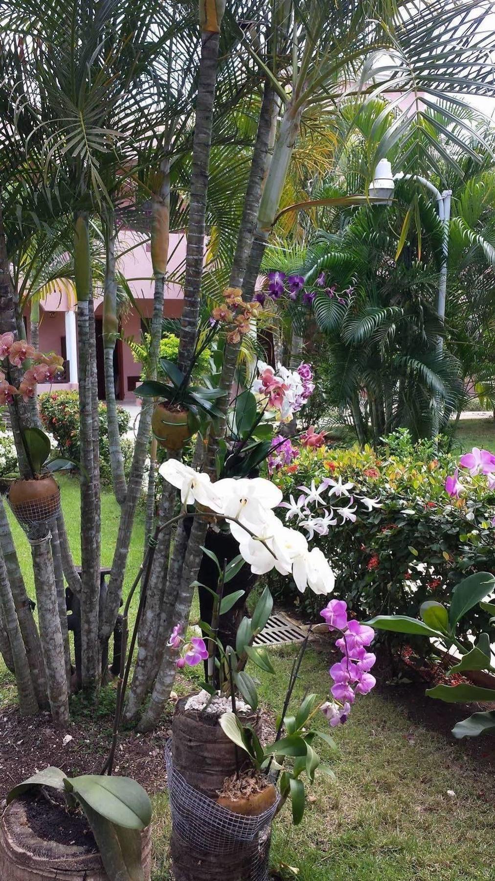 Soficu Hotel El Eden Dominicus บายาฮิเบ ภายนอก รูปภาพ